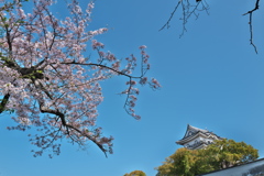 岸和田城と微妙な桜