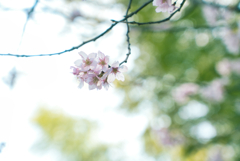 ひとひらの桜に焦がれるだけ