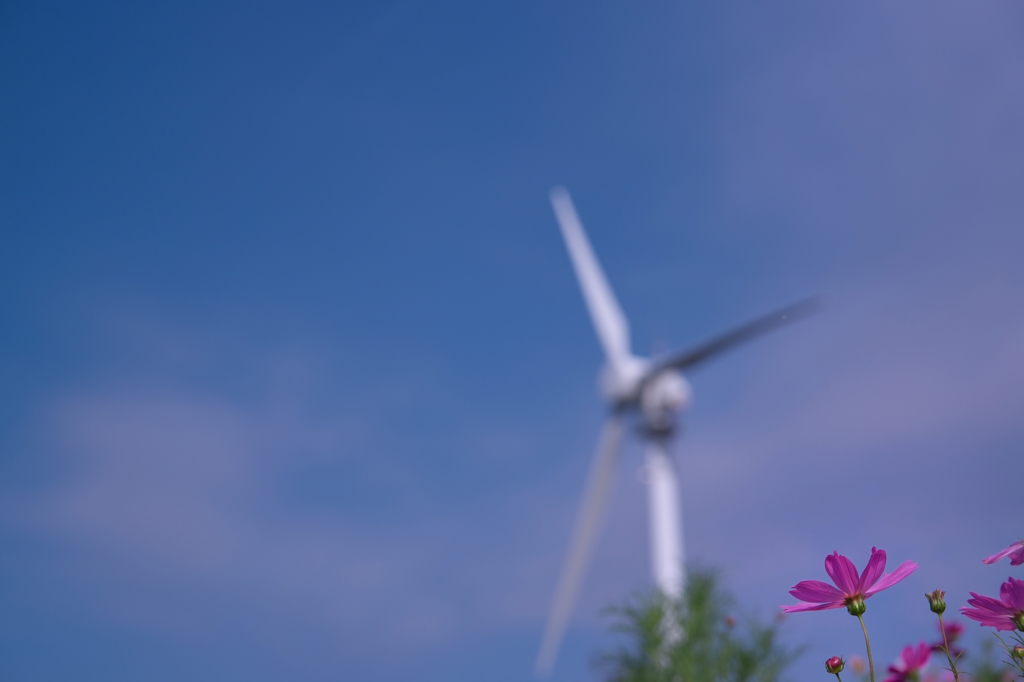 あんなに大きくなれるかな～