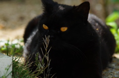 目が怖いでもかわいい