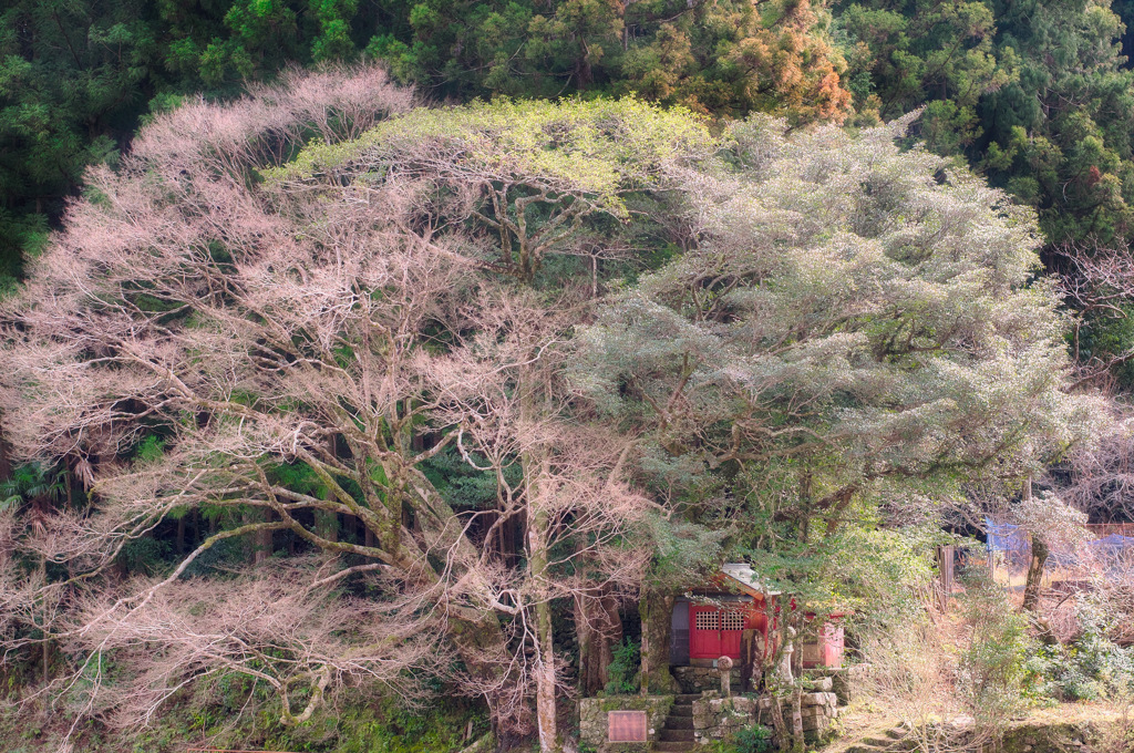 花はないけれど華やか（再び）