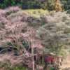 花はないけれど華やか（再び）