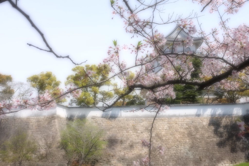 ゆる～く岸和田城と桜　