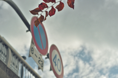 標識と赤い葉っぱ