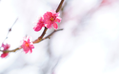 梅 