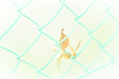 しがみついて