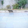 猫さん歩く