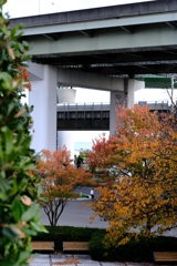 スケボー少年と黄葉