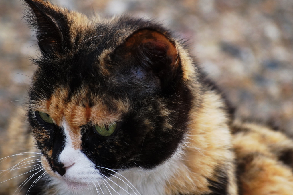 わいるどだろ～