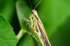 仮面ライダーになりたくて。