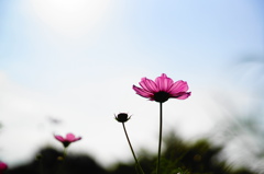 花びらに太陽を 花びらに太陽を