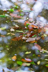 水たまりの落ち葉