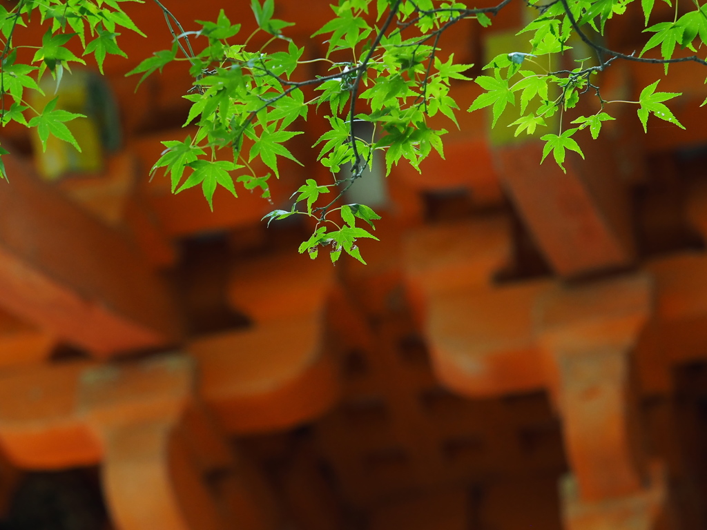 朱と緑