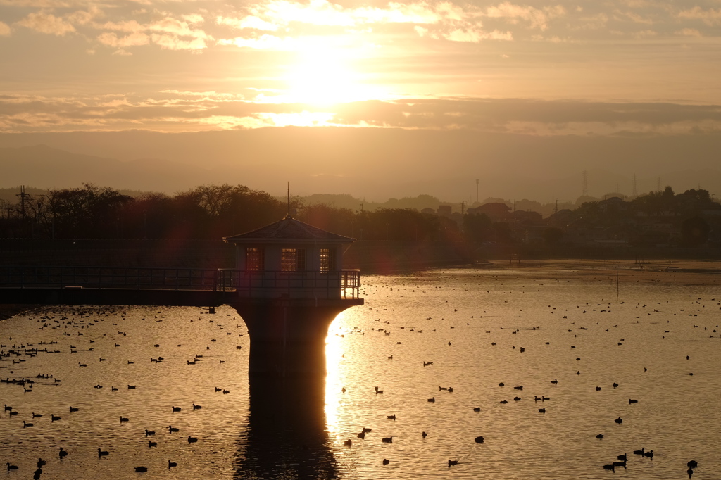 今日も行ってきました久米田池その2