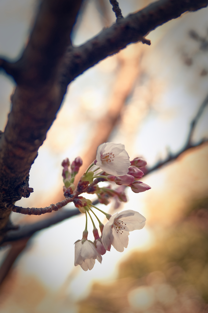 きらめく永遠の下で