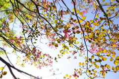 そら見上げました3