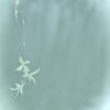 舞いおりた天使