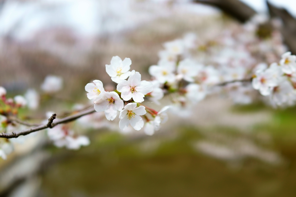桜