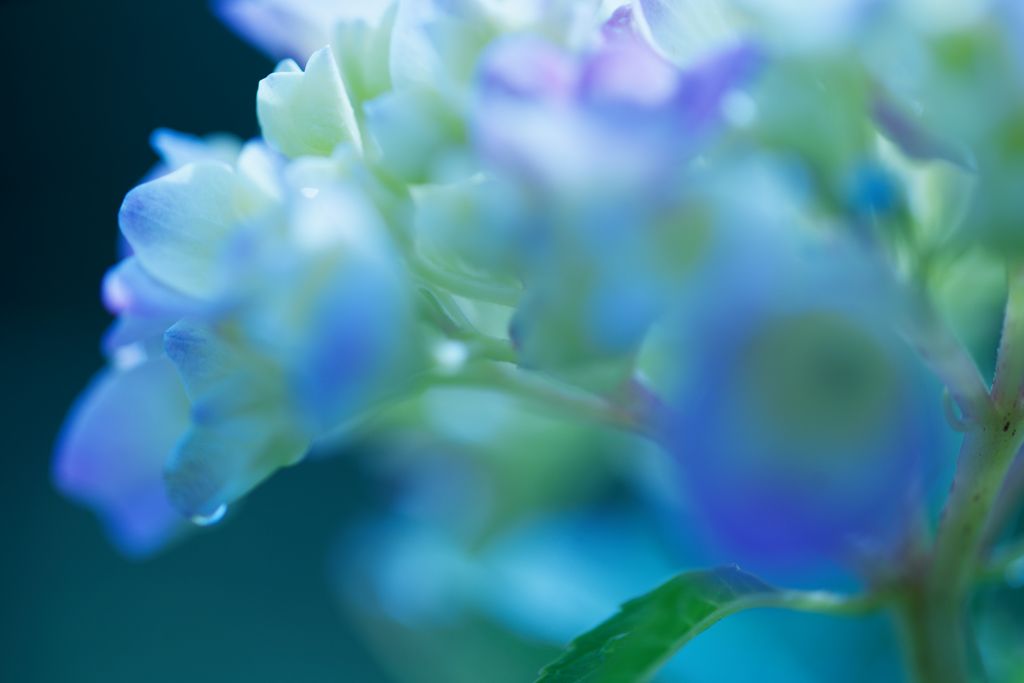 柔肌
