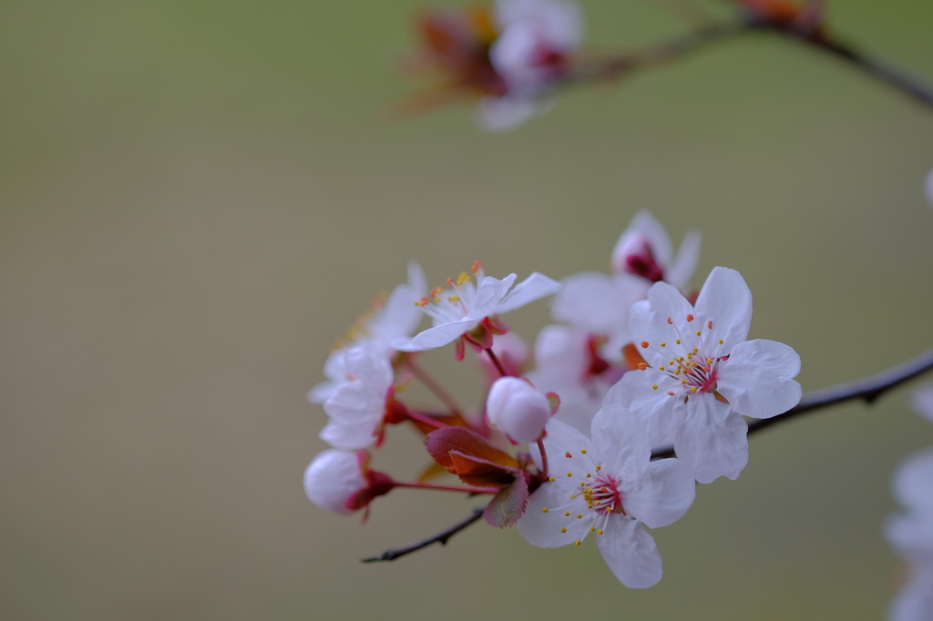桜？