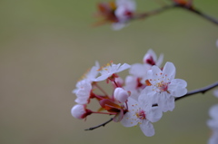 桜？