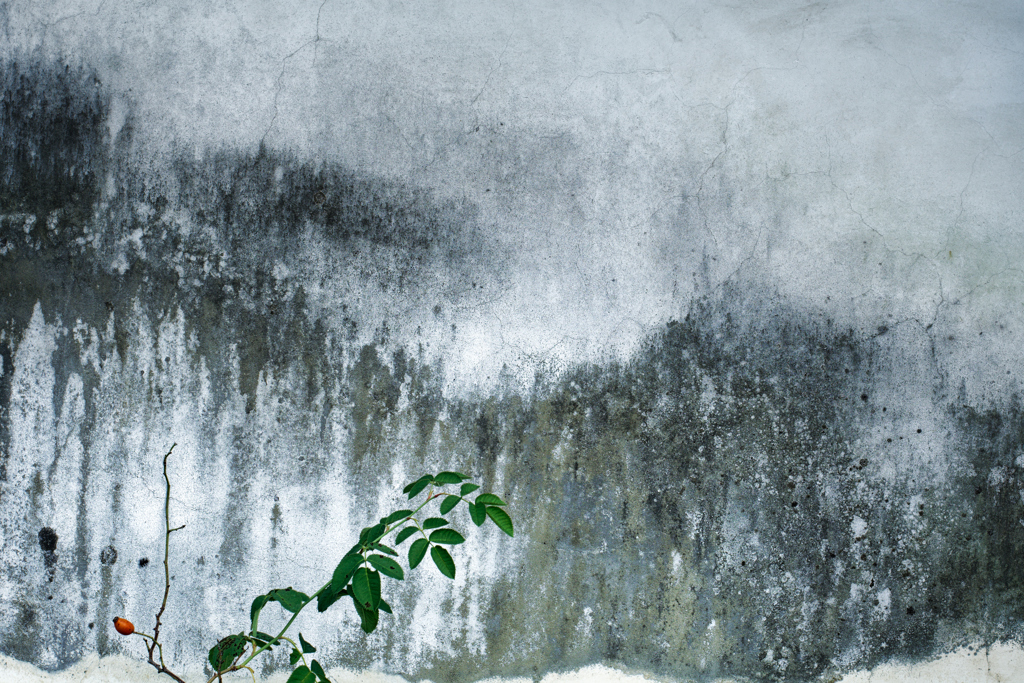 雪の世界のようで