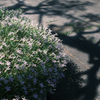 朝の公園1