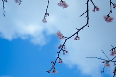 晴れやか桜