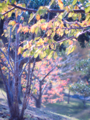 赤くなるのがうらやましくて