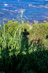 海原に向かう影 