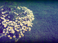 庭のお花