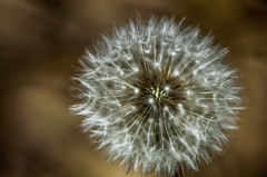 ちくちくしそう