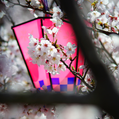 桜まつり