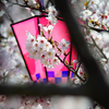 桜まつり