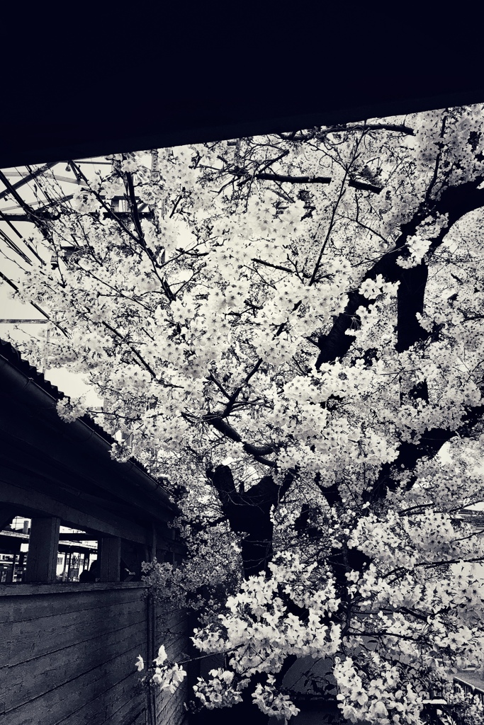 駅の桜