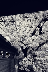 駅の桜