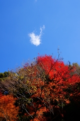 紅葉と空