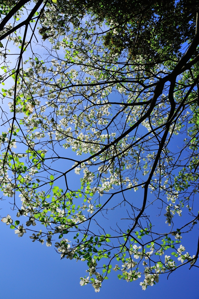 そら見上げました。