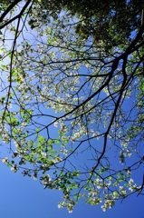 そら見上げました。