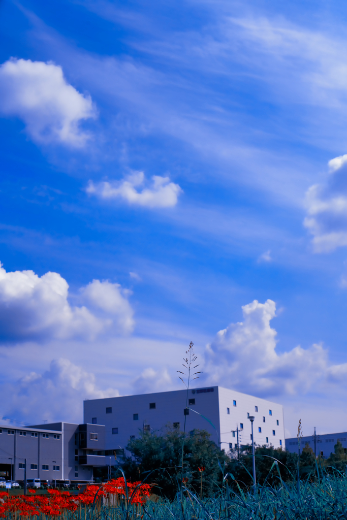 雲と彼岸花と四角い建物