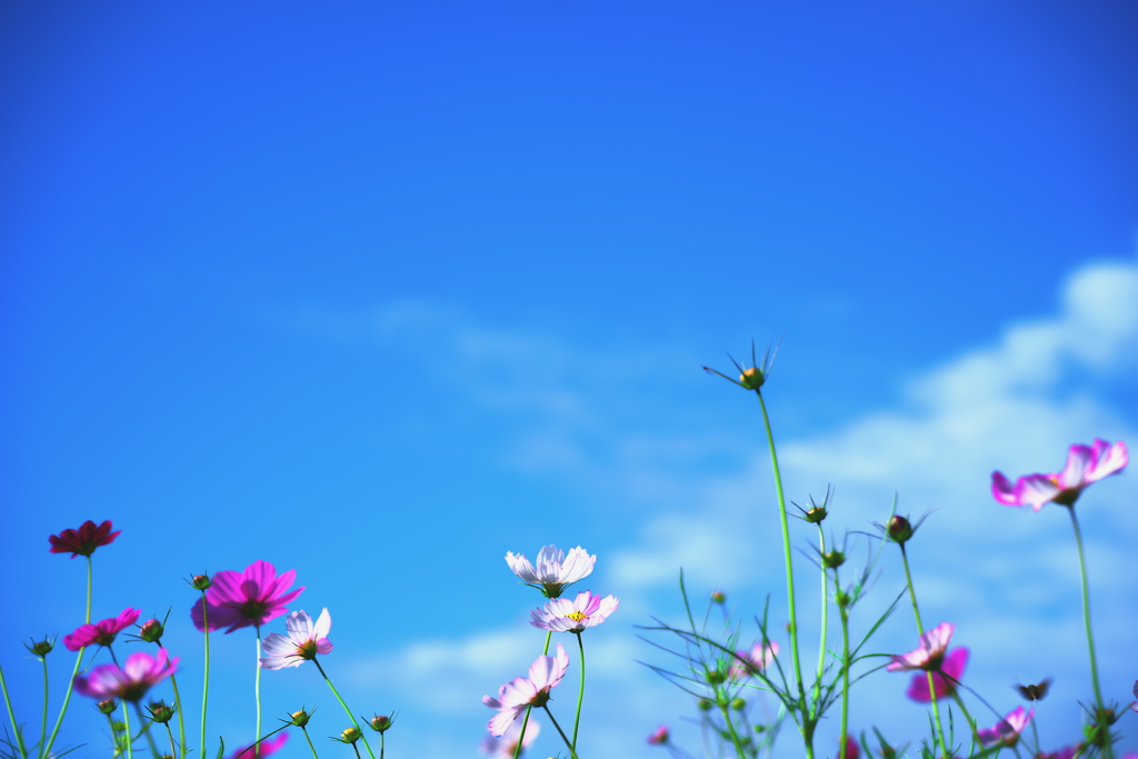 晴れる