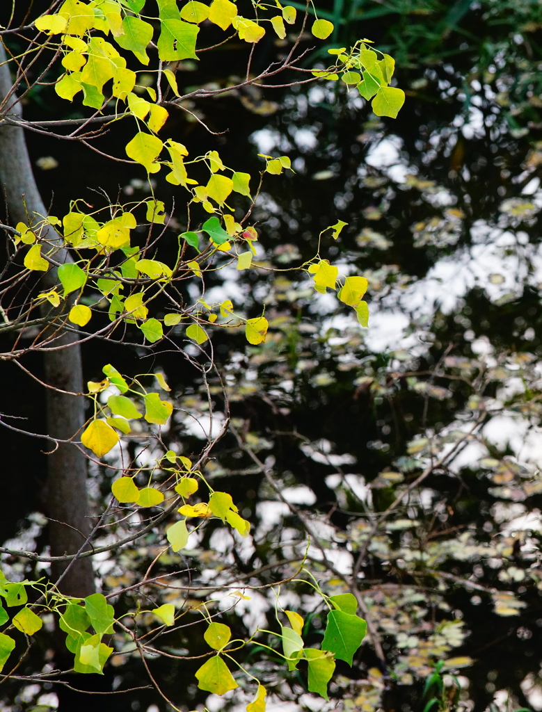 キラメキを眺めて