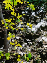 キラメキを眺めて