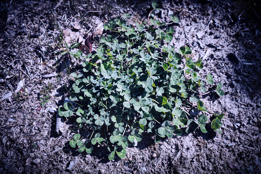 ハートがいっぱい