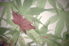 染まるもの