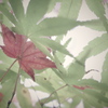 染まるもの