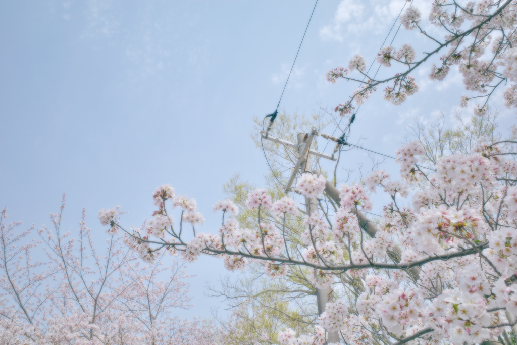 電信柱と桜
