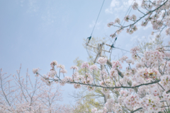電信柱と桜