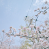 電信柱と桜