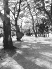 お散歩道